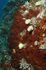 Raja Ampat 2016 - Corail - IMG_4904_rc